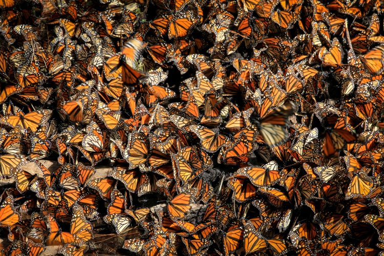 Remembering Biologist Lincoln Brower, Advocate for the Monarch Butterfly