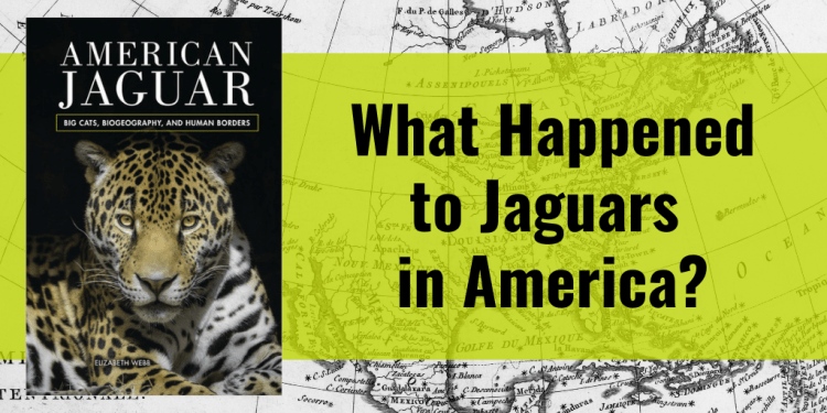 Jaguars in America? The Surprising History Revealed in AMERICAN JAGUAR